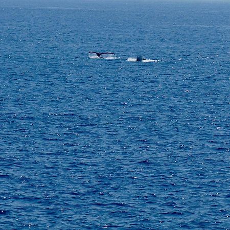 Direct Oceanfront, Big Island Home ケアアウ エクステリア 写真